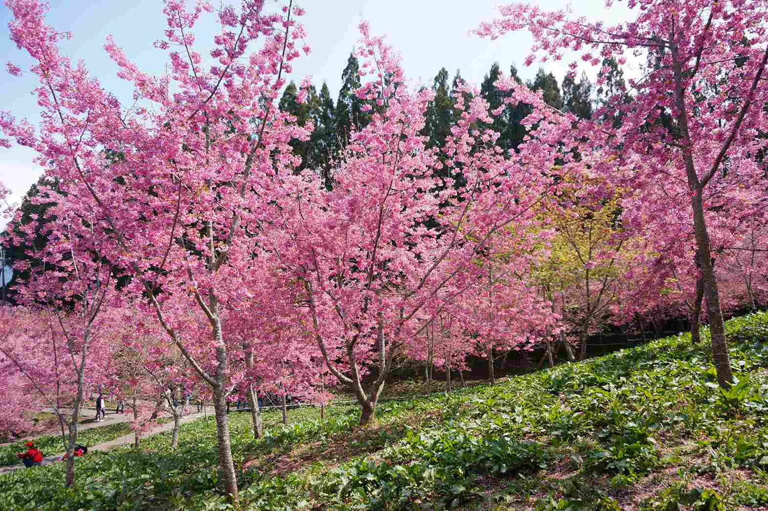 福壽山農場千櫻園花況