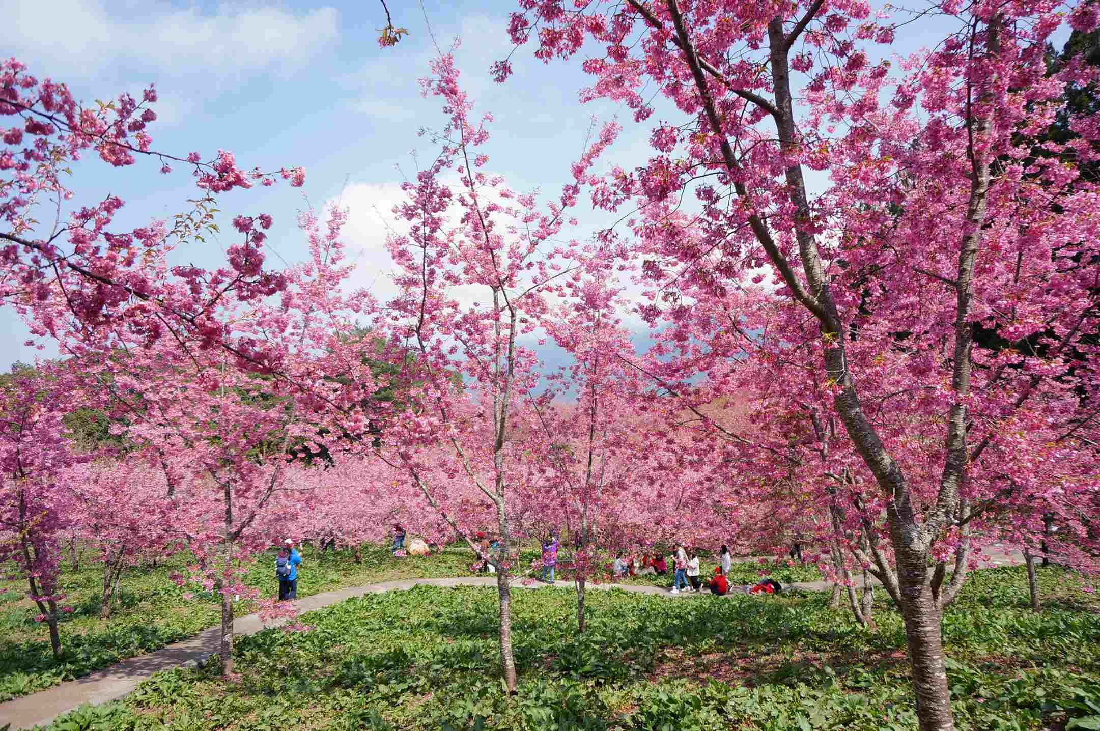 福壽山農場千櫻園花況