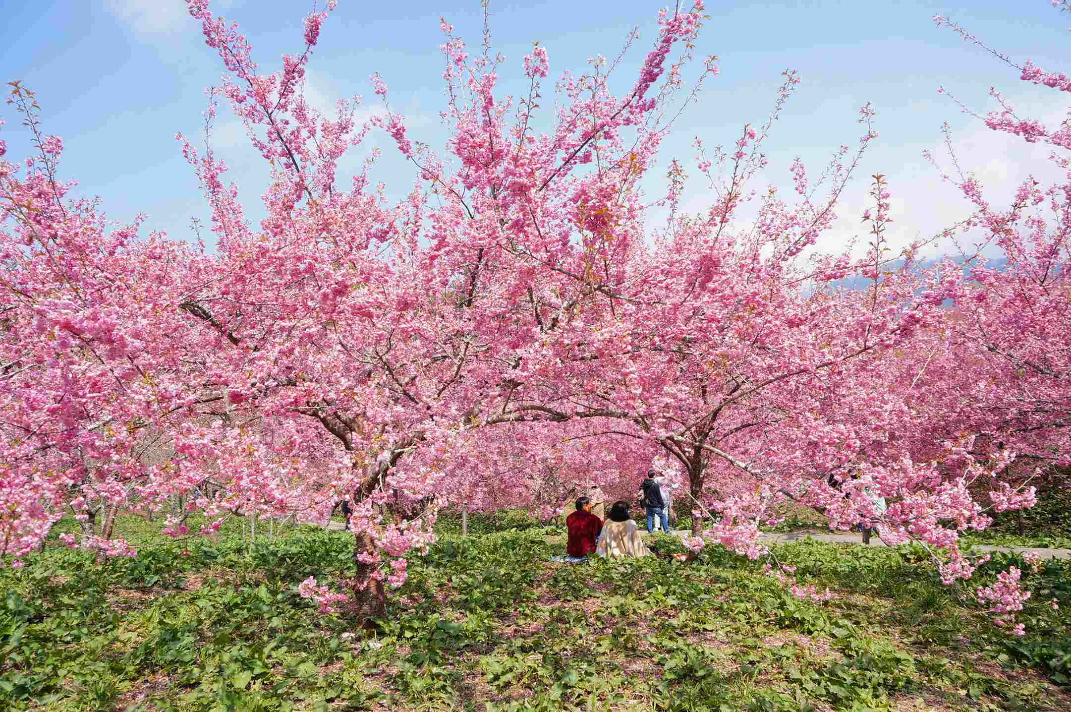 福壽山農場千櫻園花況