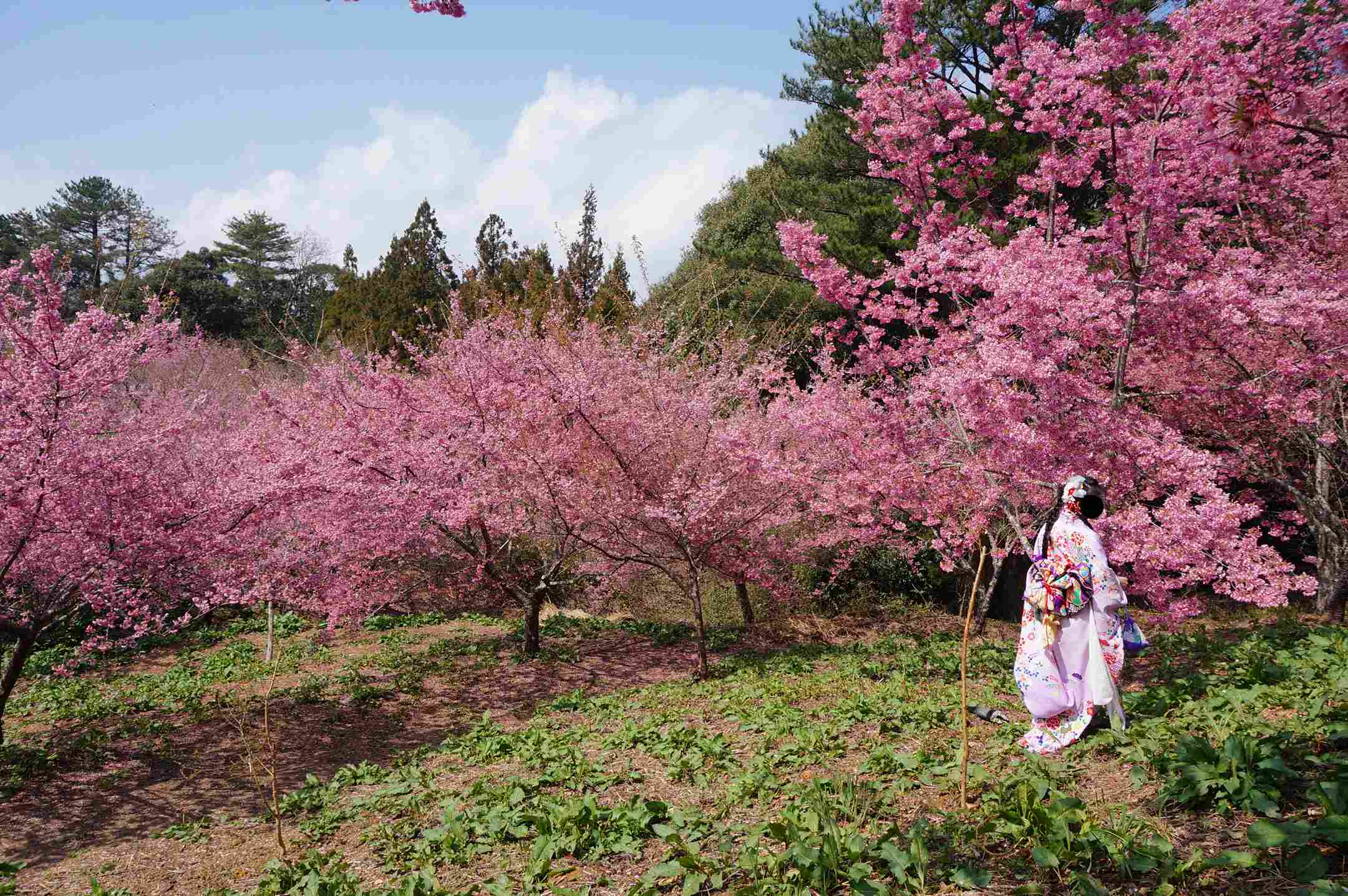 福壽山農場千櫻園花況