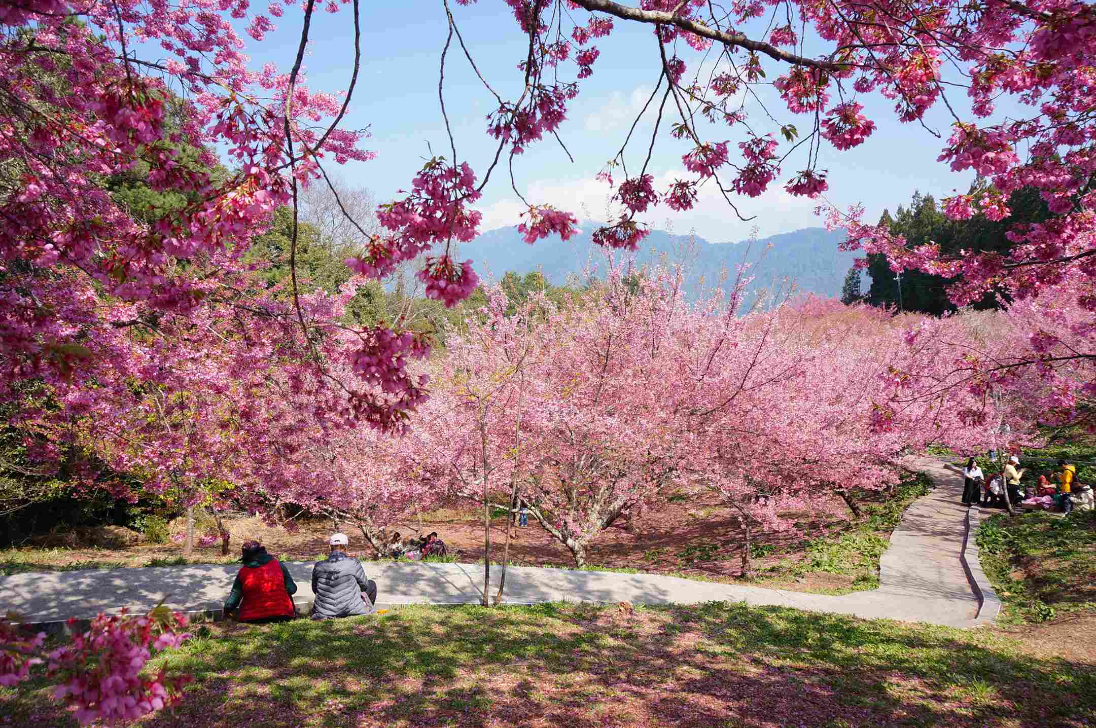 福壽山農場千櫻園花況