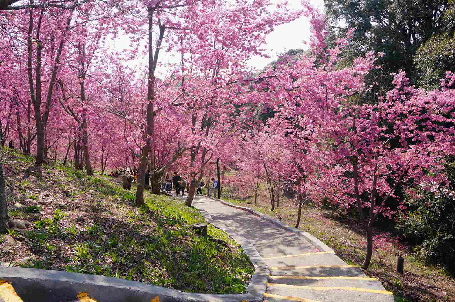 福壽山農場千櫻園花況