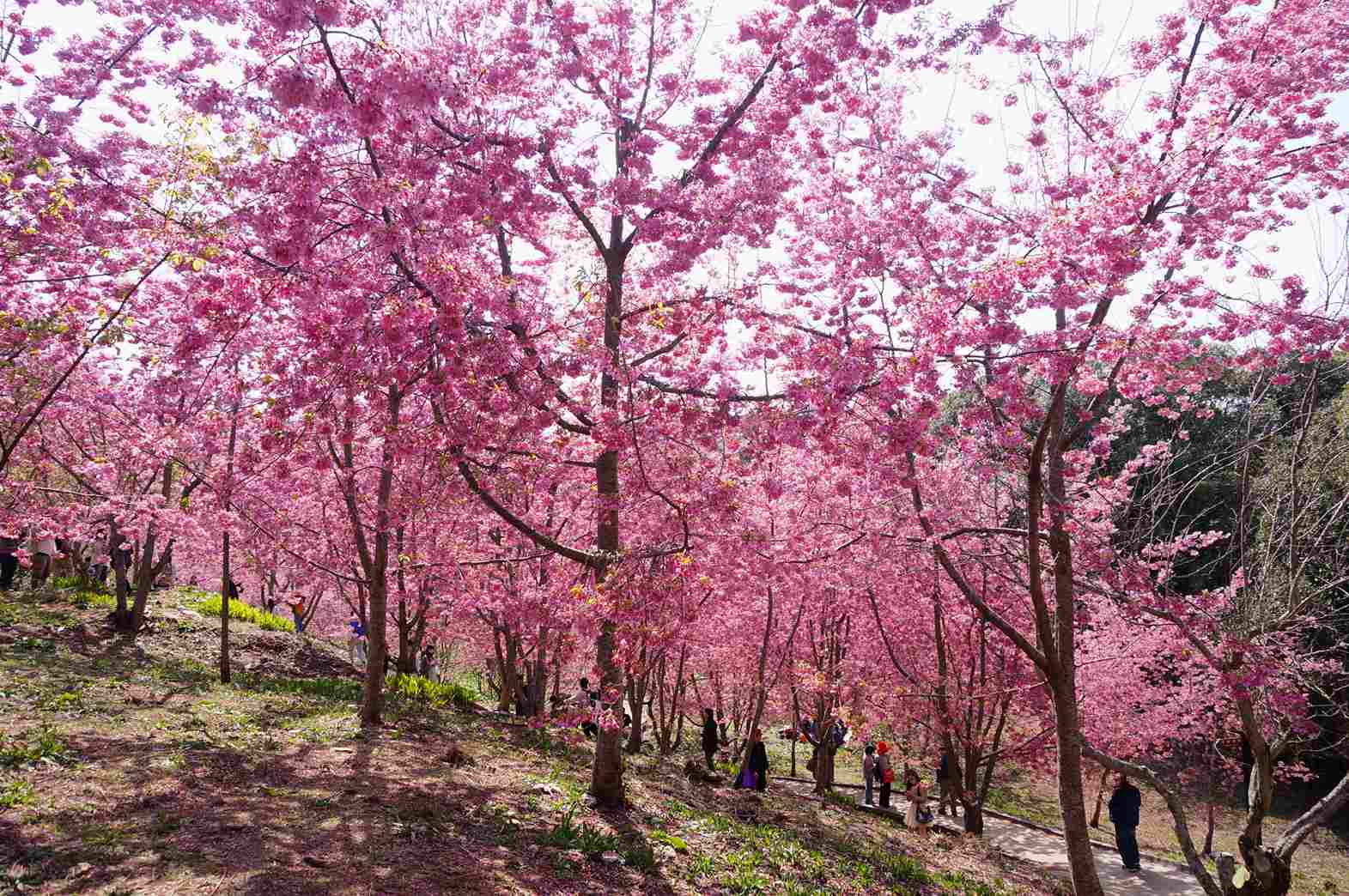 福壽山農場千櫻園花況