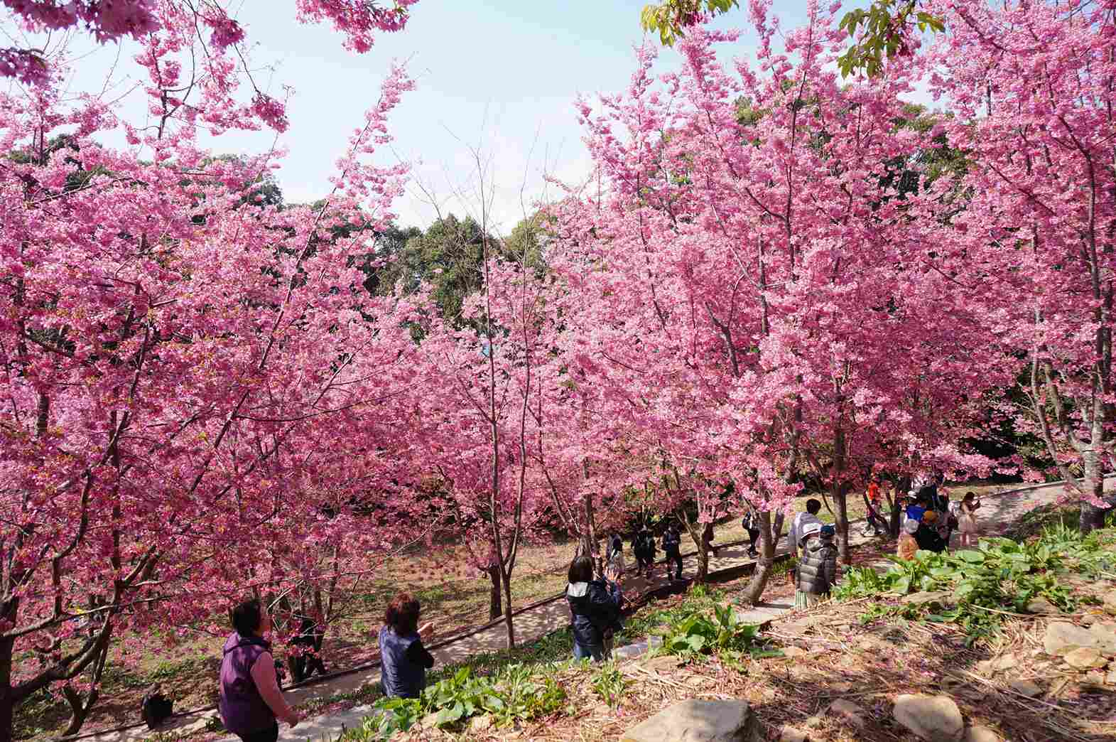 福壽山農場千櫻園花況