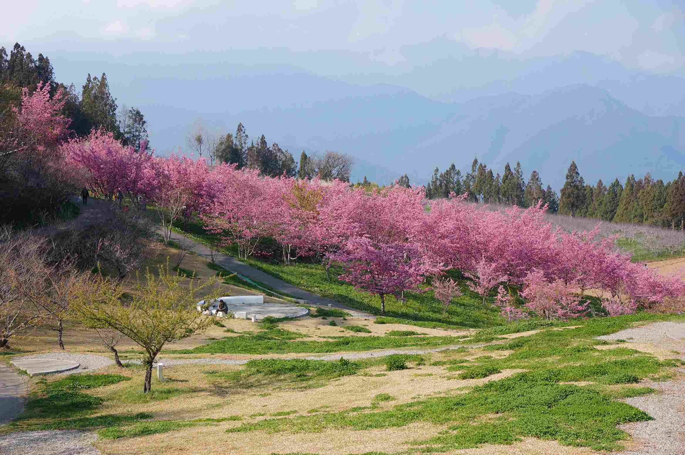 福壽山農場百櫻園花況