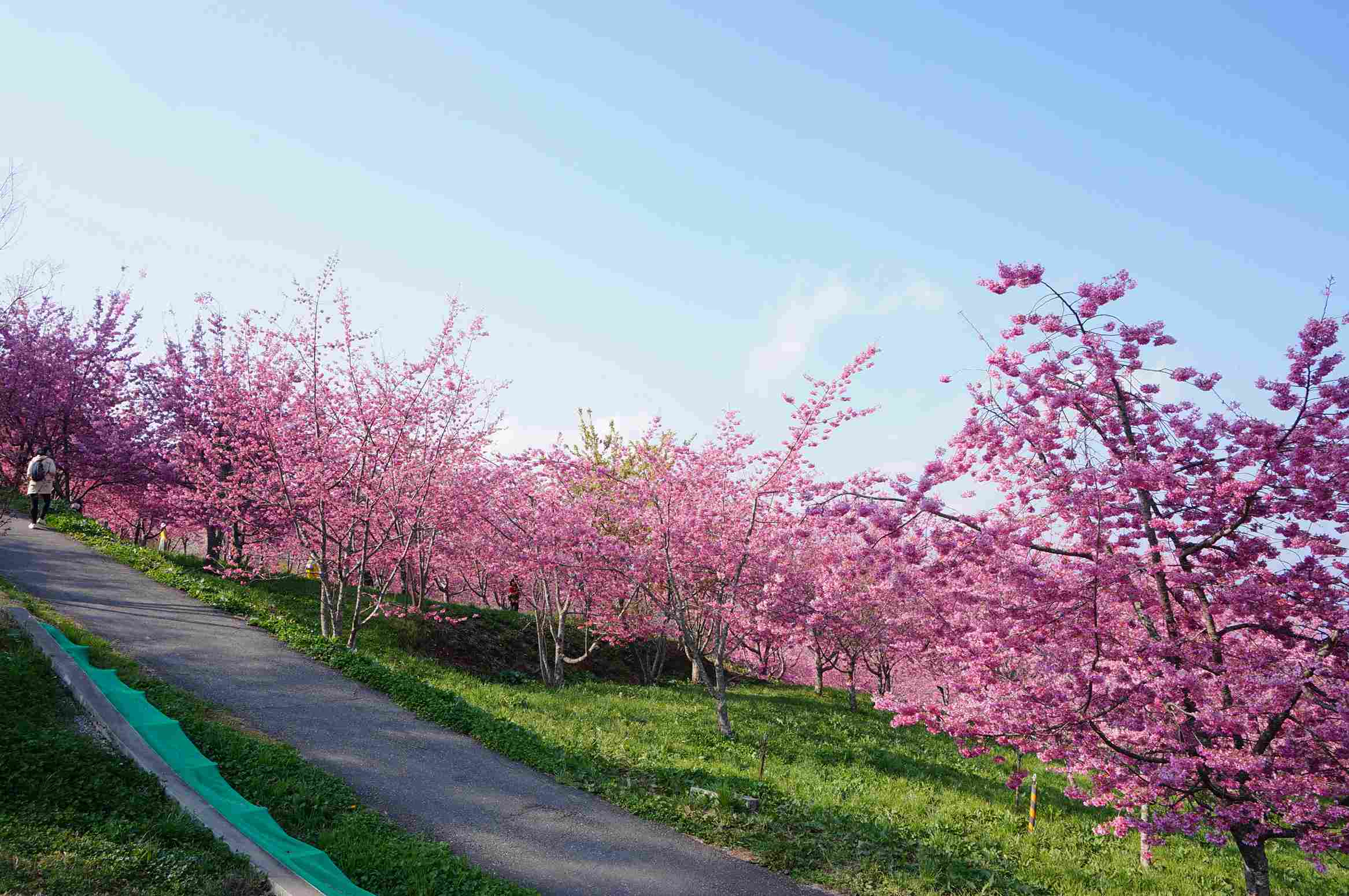 福壽山農場百櫻園花況