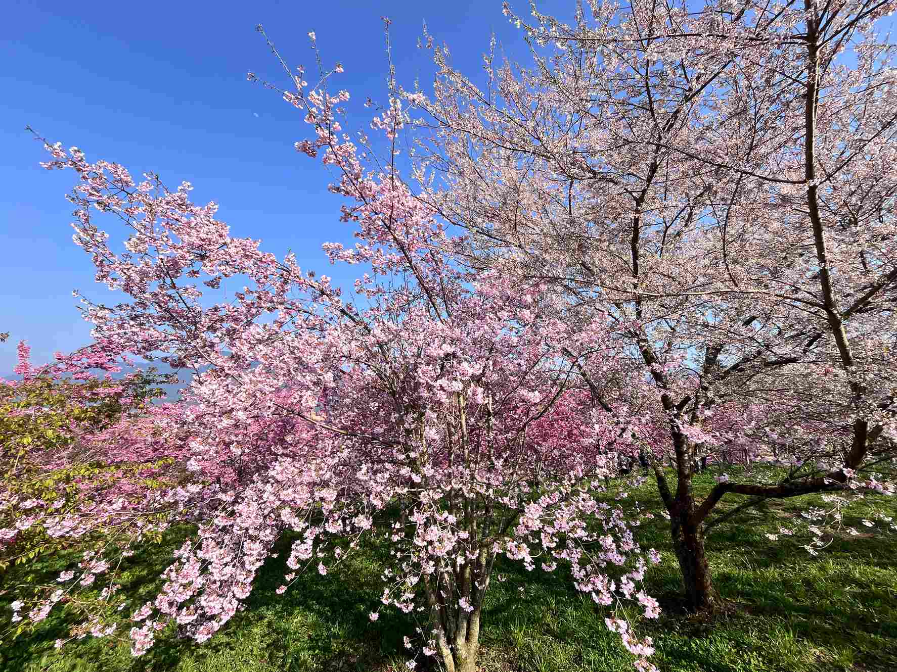 福壽山農場百櫻園花況