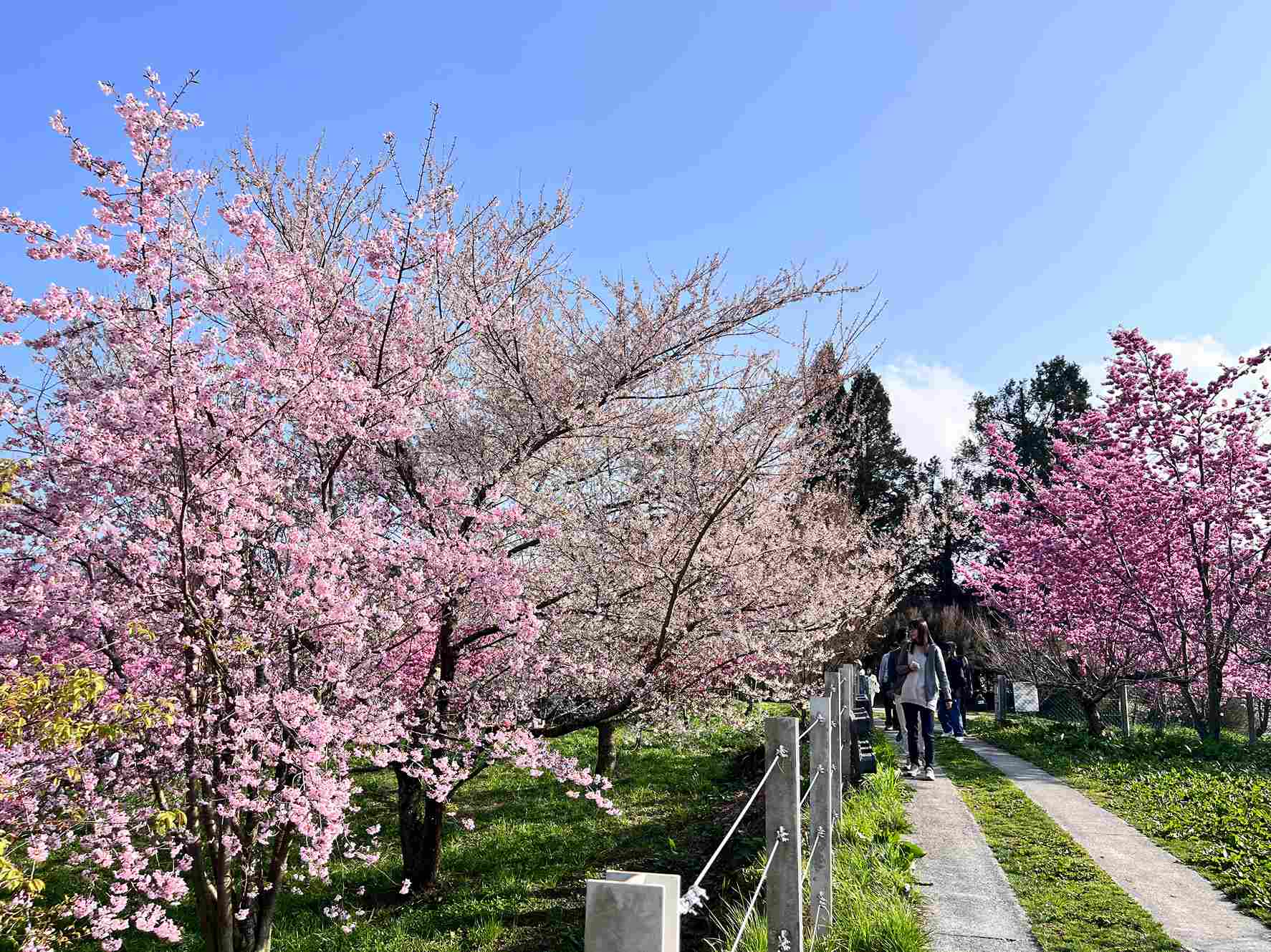 福壽山農場百櫻園花況