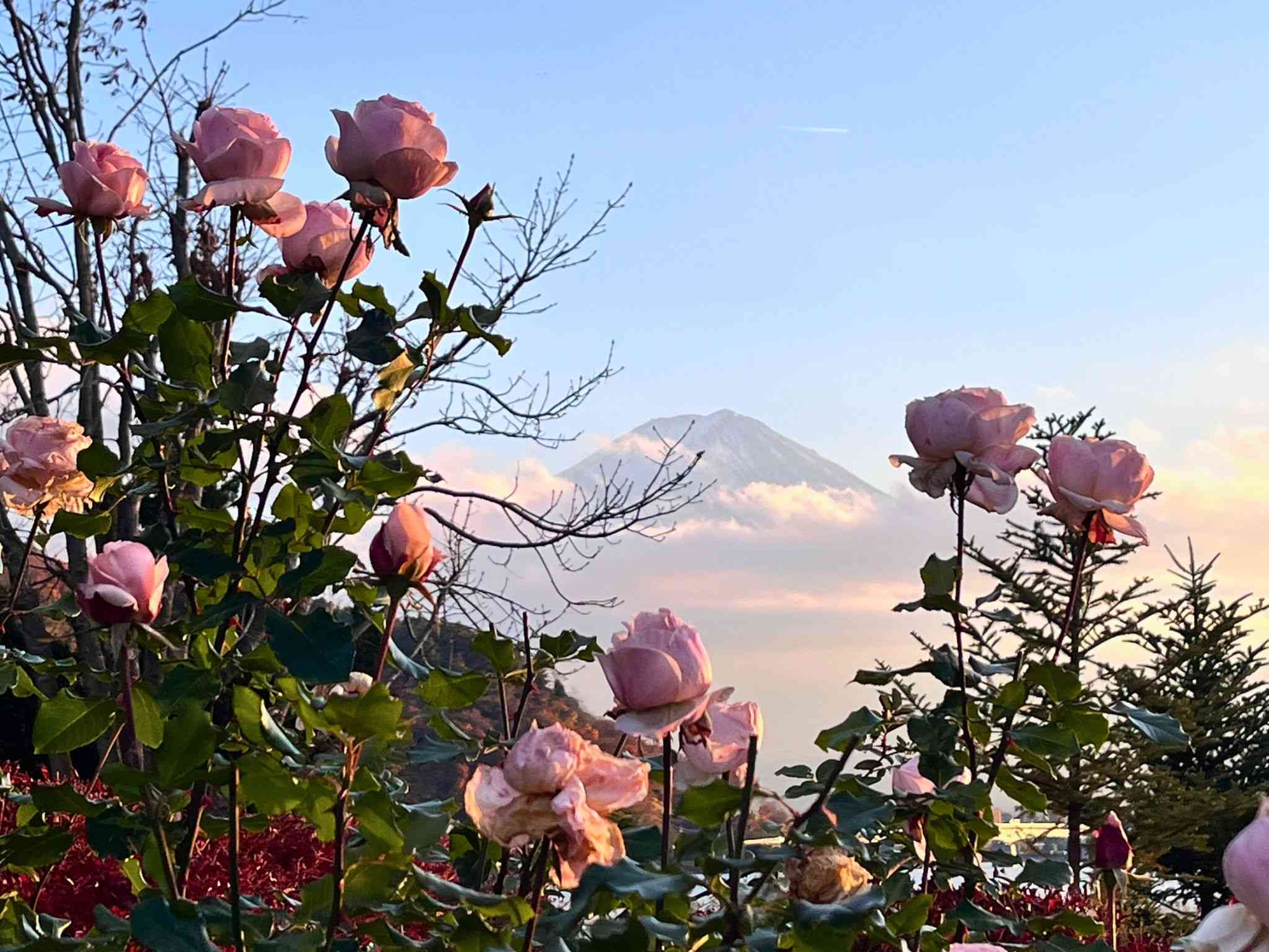 河口湖音樂森林美術館玫瑰庭園