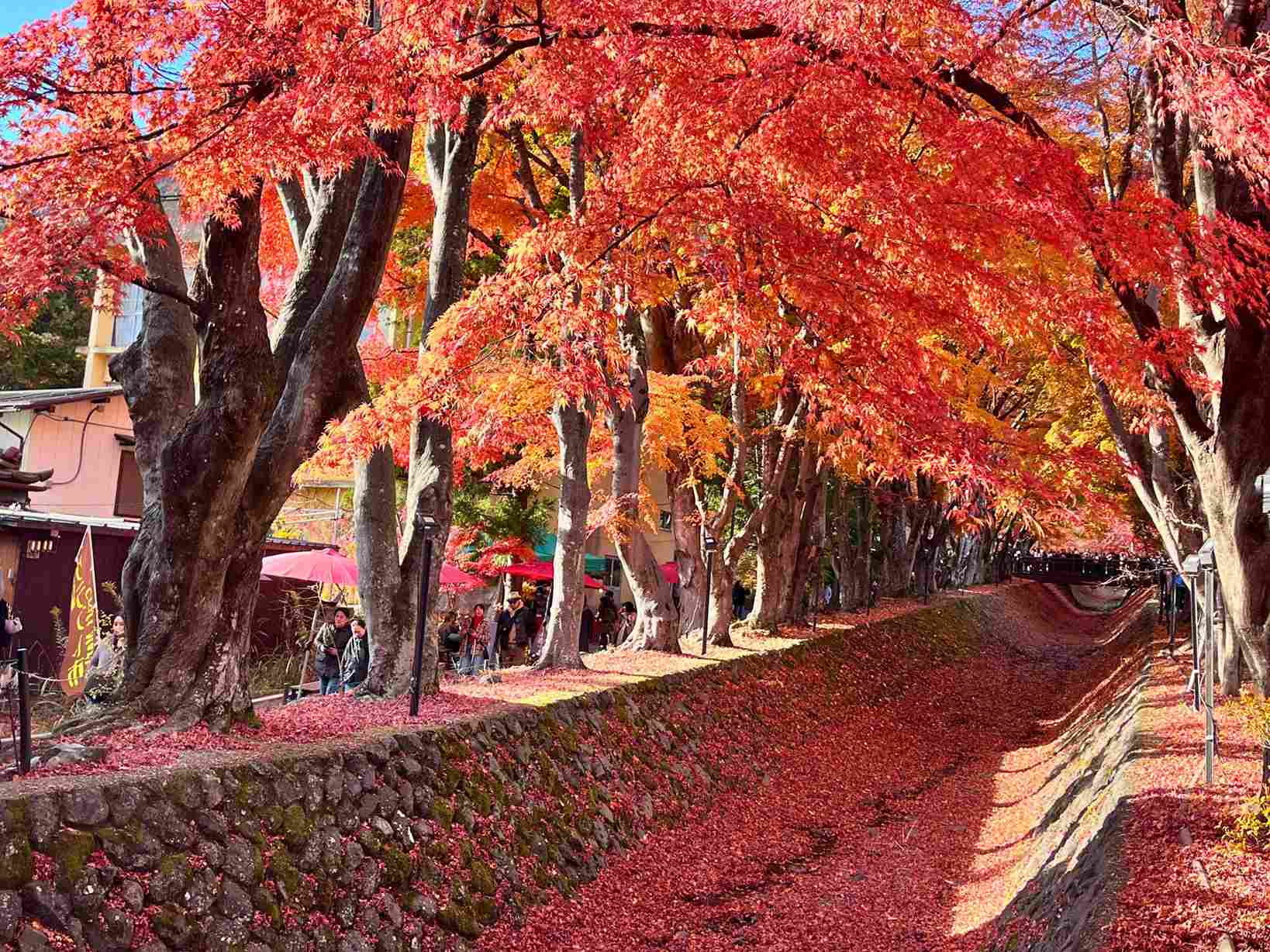 楓葉迴廊
