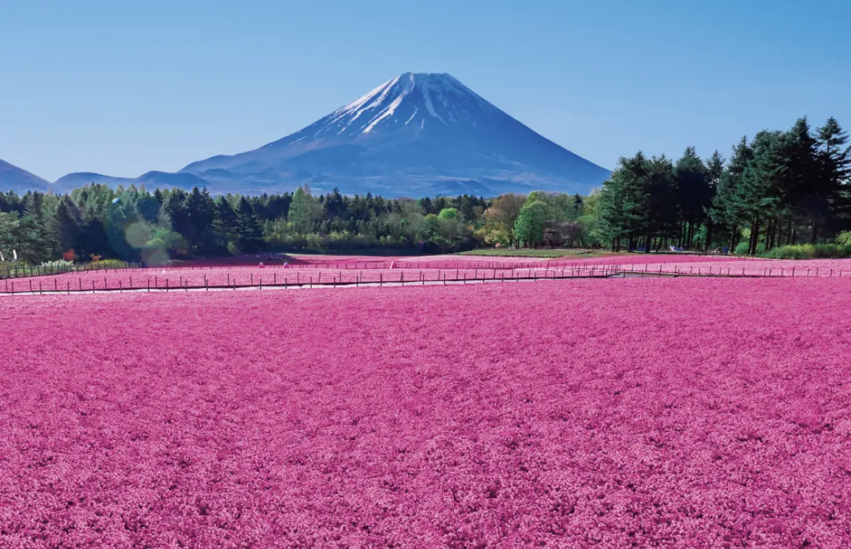 富士芝櫻祭