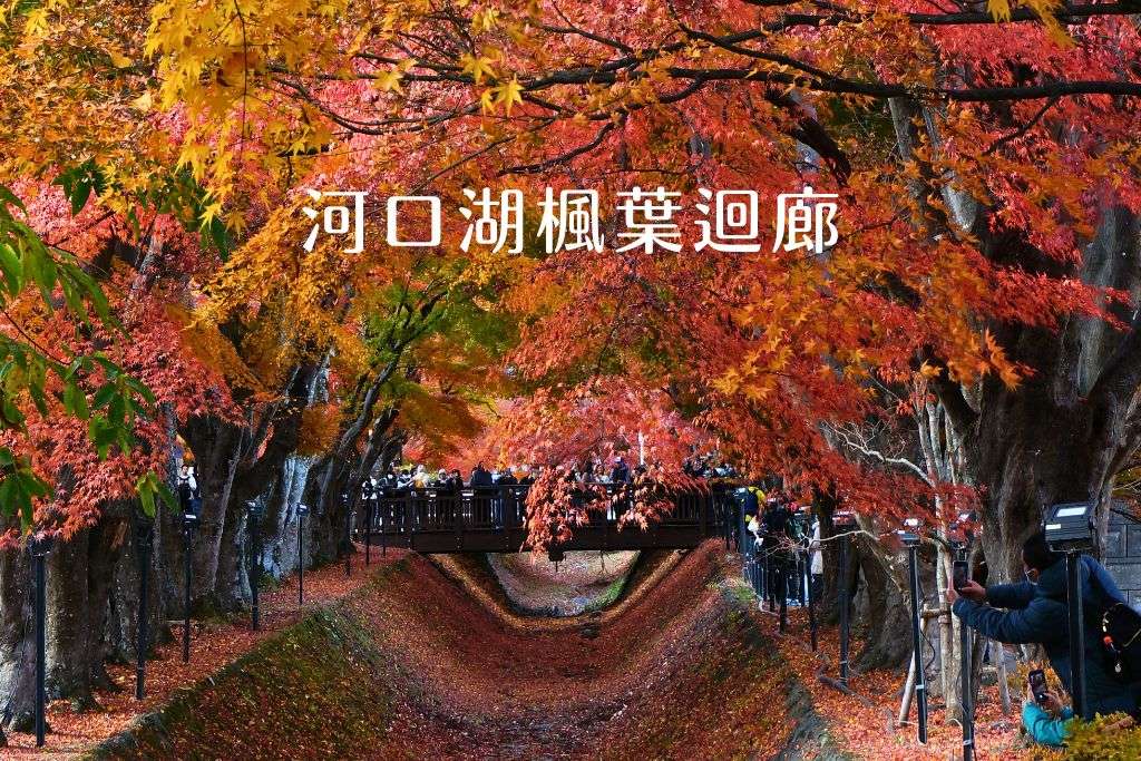 河口湖楓葉迴廊