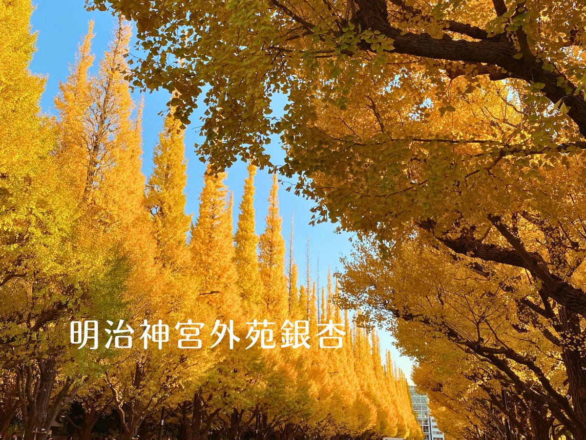 明治神宮外苑銀杏